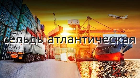 сельдь атлантическая